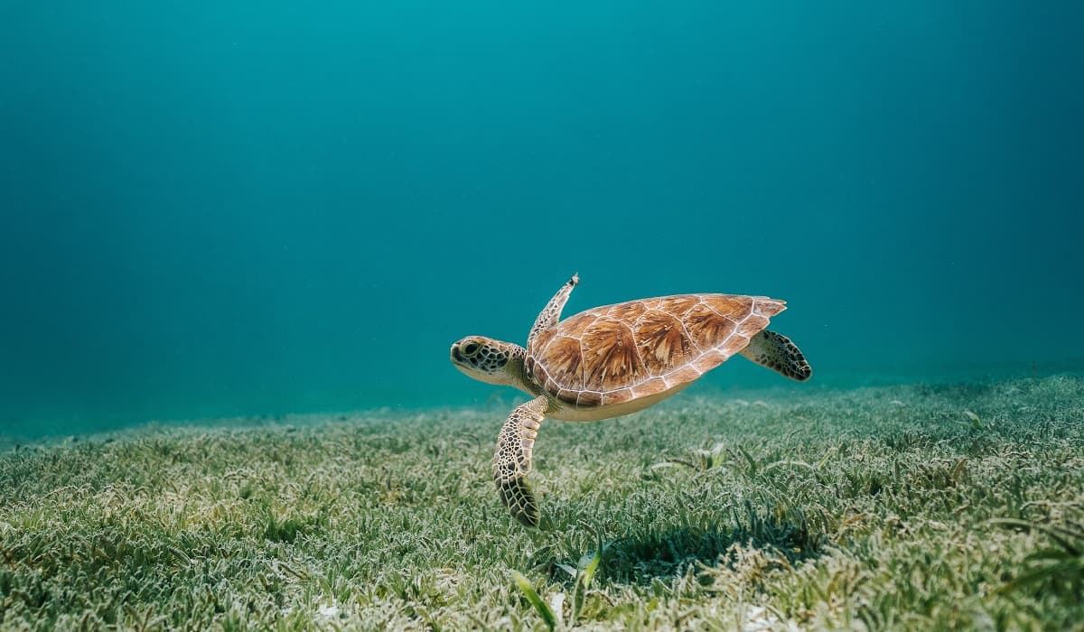 Cuidar l'oceà